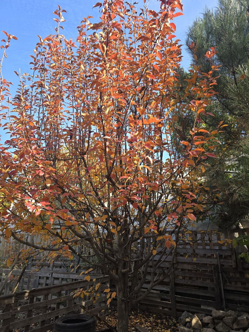 Exclusivitate! Proprietate Sendreni, zona linistita, 69.000 EUR - Poză 16