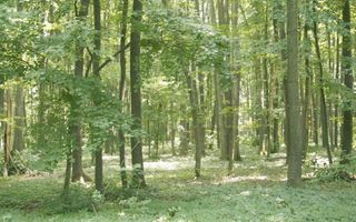 TUNARI - Centura Bucuresti, 16,7 Ha. teren (padure de peste 100 ani) - Poză 4