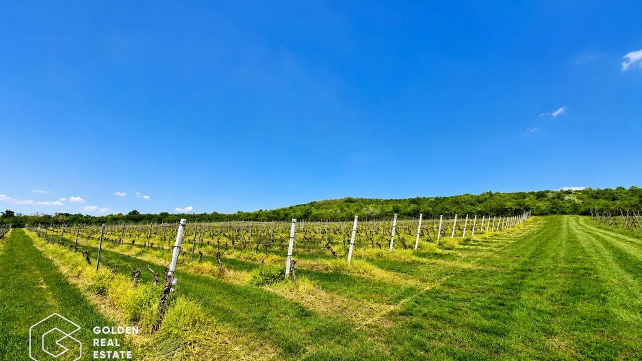 1,35 hectare vie pe rod (Cabernet si Merlot), Siria - Poză 6