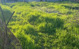 Casă 250 mp, teren 1.050 mp, Vulturi, la 8 km de Copou - Poză 3