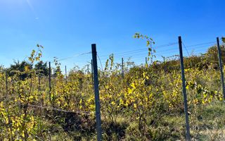 14Ha podgorie, livada pomi fructiferi, si conac 3000mp - Poză 4