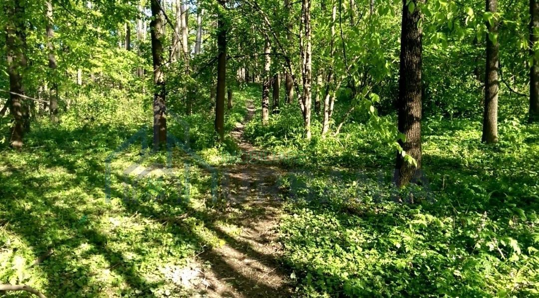 Teren forestier de 10.000 mp în zona Bucium, Iași – Oportunitate de investiție - Poză 3