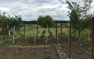 Proprietar - Casa Moara Vlasiei - Teren 1750mp - Poză 4