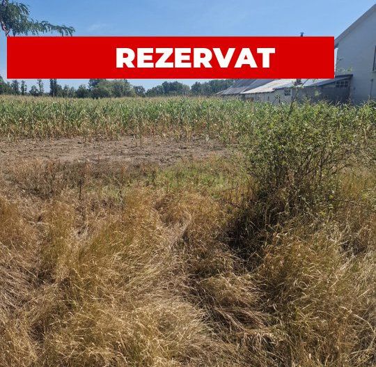 Teren Mosoaia, Lazaresti! - Poză 1