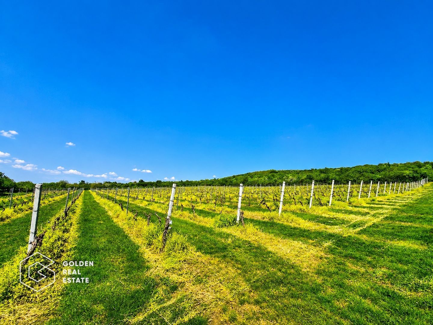 1,35 hectare vie pe rod (Cabernet si Merlot), Siria - Poză 5