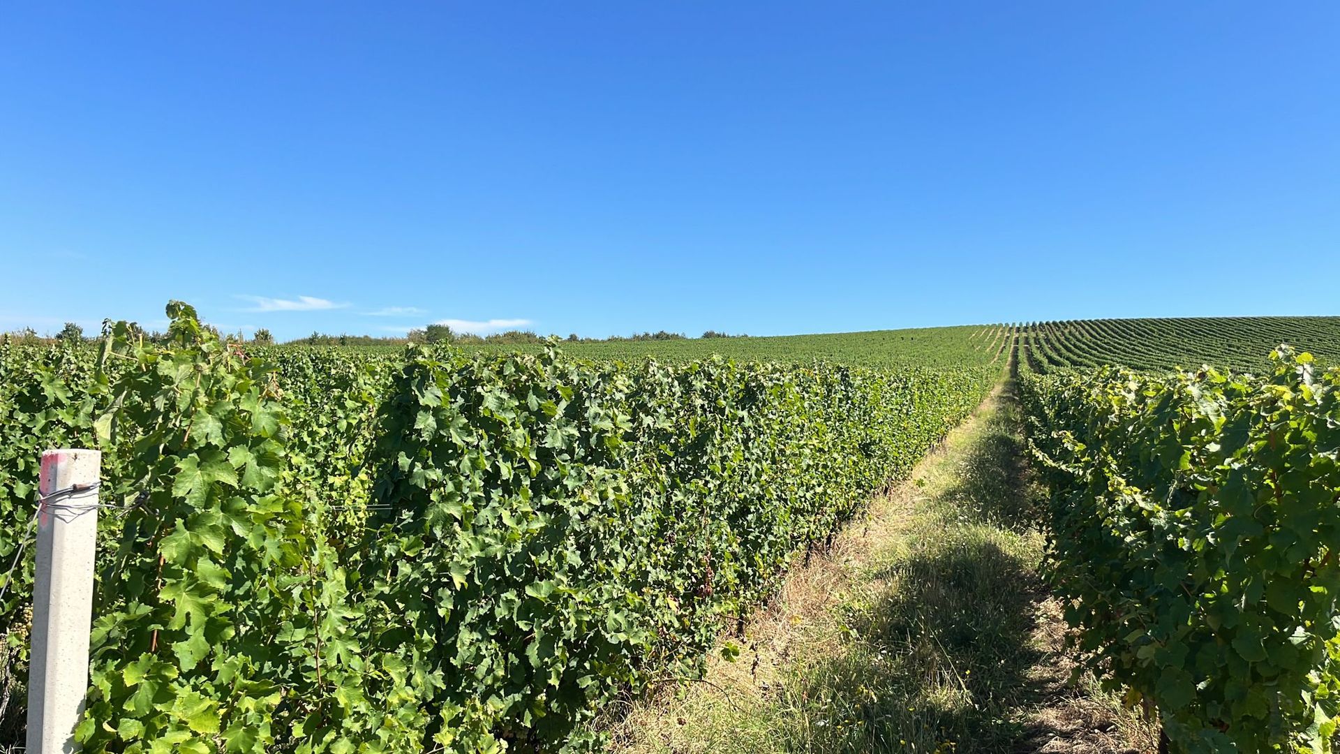 Vie de 115 Hectare în satul Dud, județul Arad - Poză 4