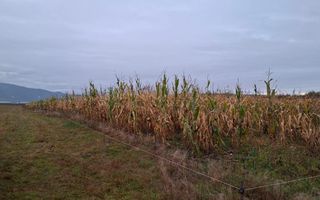 Teren Intravilan | 3900 MP | Tălmaciu - Poză 3