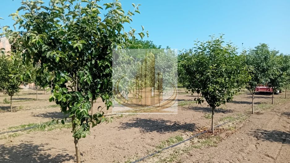 Vand/Schimb Livada Belint 16000mp - Poză 9