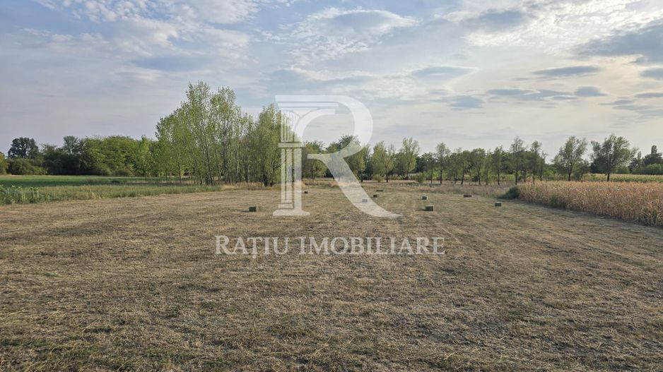 Teren intravilan 6.514mp | 39m front stradal | Ciocaia | Săcuieni - Poză 6
