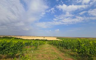 Vie Tradițională „Halta Lupilor” - Poză 17