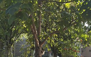 Sanandrei Casa Individuala Mobilata si Utilata, Panouri+Baterii - Poză 9
