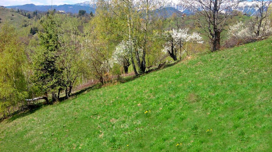 teren intravilan in zona Magura Bran - Poză 28