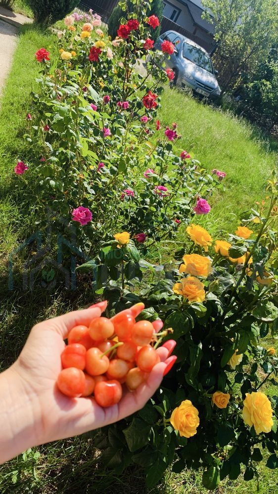 Casă modernă Horpaz | 500 mp teren | 3 dormitoare | Gata de mutare - Poză 6