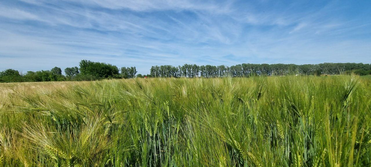Ferma de Cultura Mare 1100 HA - Poză 10