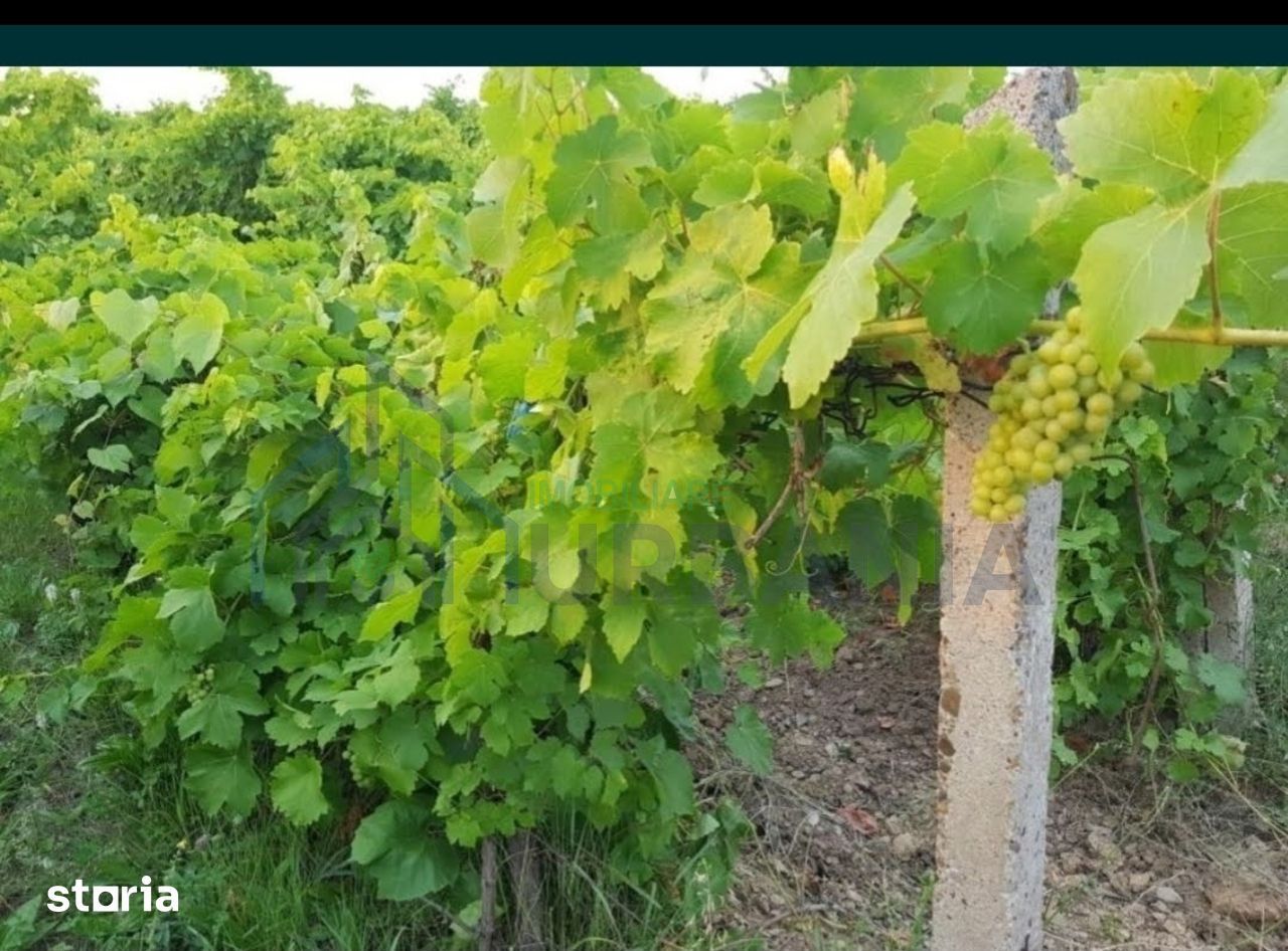 Teren intravilan 1.600 mp, Vișan, str. Al. Macedonski – ideal dezvoltare duplexuri/bloc - Poză 3