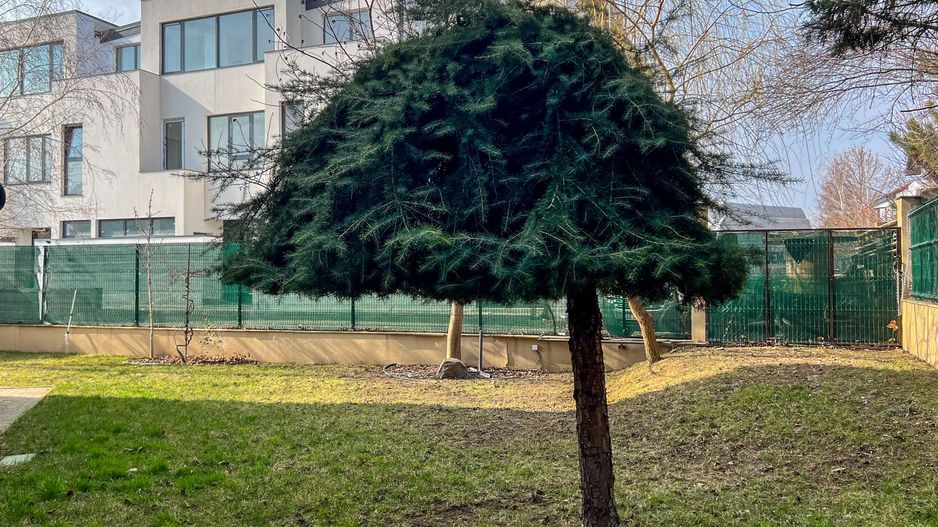 Ready to move!  Vila deosebita în Pipera- Iancu Nicolae - Poză 51