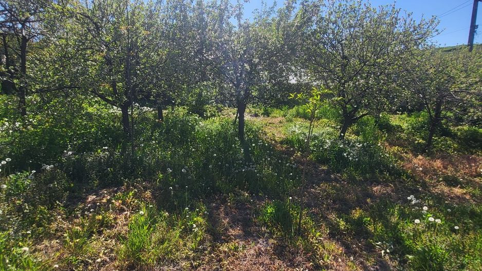 CASA TARANEASCA DE VANZARE IN OHABA LA 45000 EURO - Poză 8