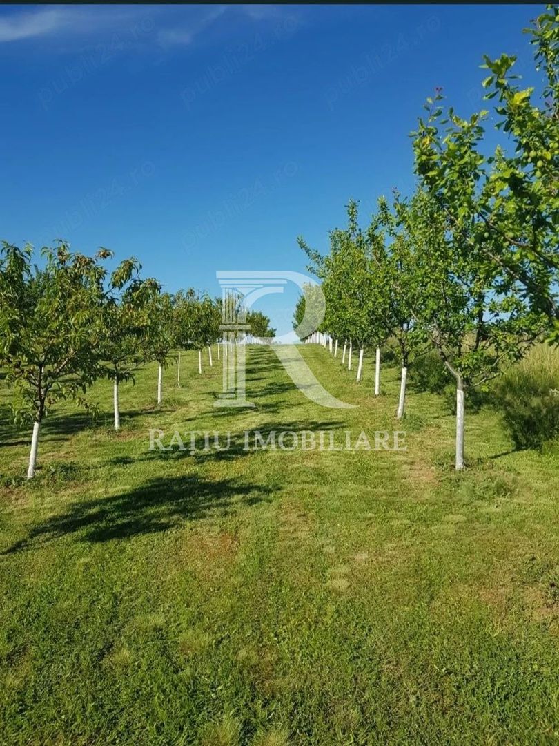 De vanzare | Teren intravilan 1500 mp | Cordau | Cu livada - Poză 1
