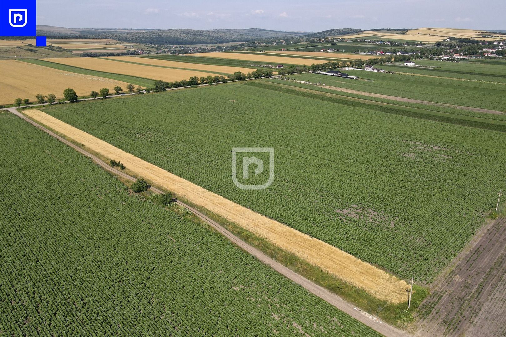 Teren - Orășeni Deal, Curtești | BOTOȘANI | 10.000mp - Poză 5