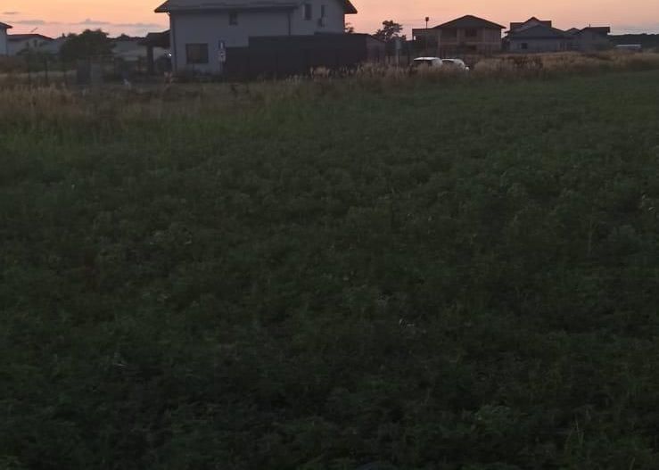 Teren Branesti - Strada Noua - Poză 8