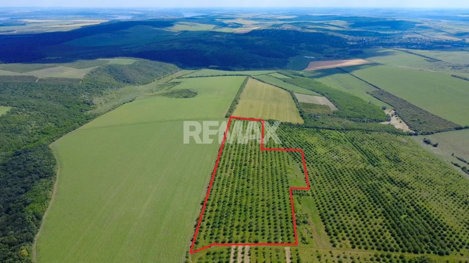 Teren Agricol, 11 HA, Bulăiești, Orhei - Poză 1