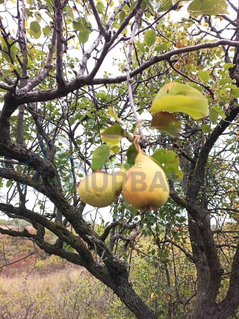 Teren 3,3 ha pentru viață la natură – livadă, liniște, Strunga Iași - Poză 7