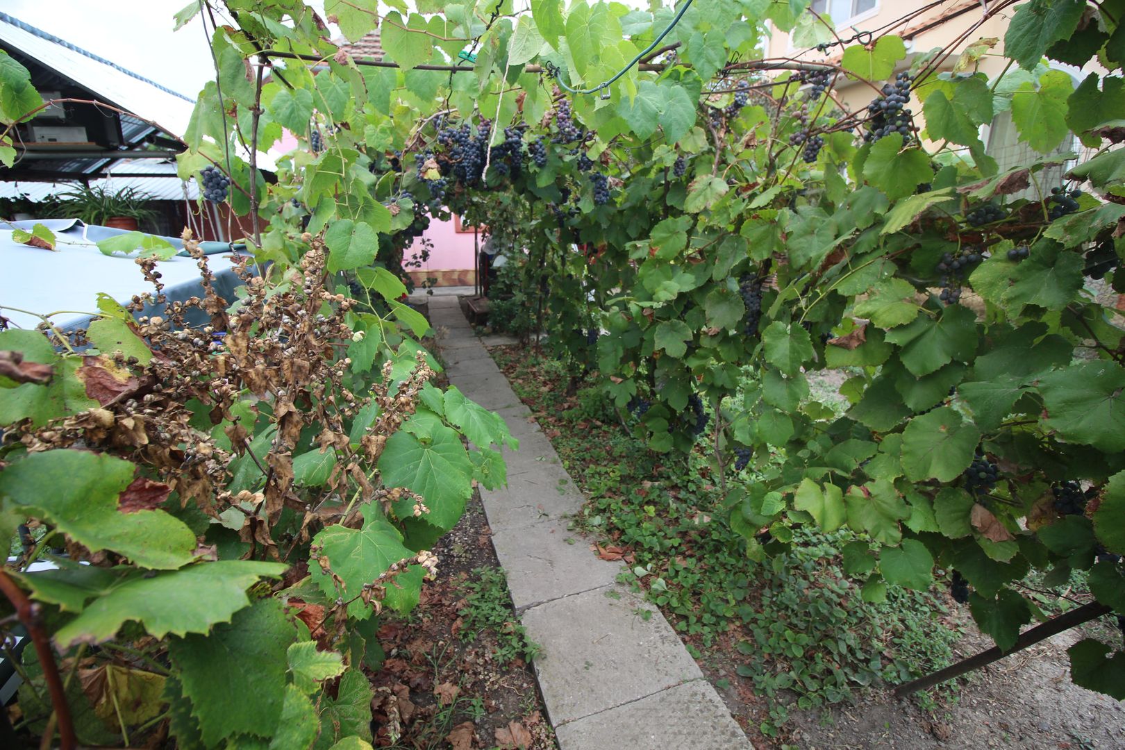 Teren pentru duplex/casa individuala Zona Mehala - Poză 2