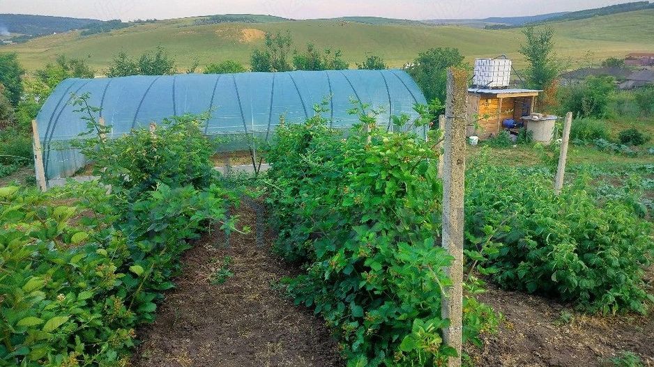 Teren intravilan de 1550 mp în localitatea Buznea, strada Corneliu Coposu - Poză 3