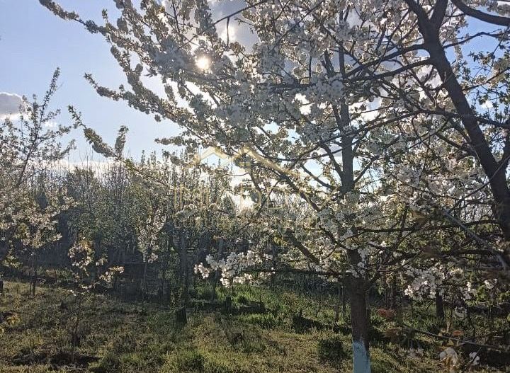 Vila 9 camere***gradina cu pomi fructiferi//1085 mp teren***Dragomiresti-Deal - Poză 23