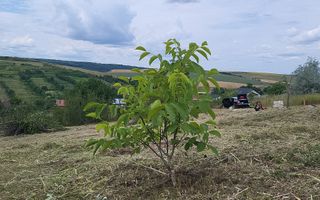 Teren intravilan 869 mp - Poză 4