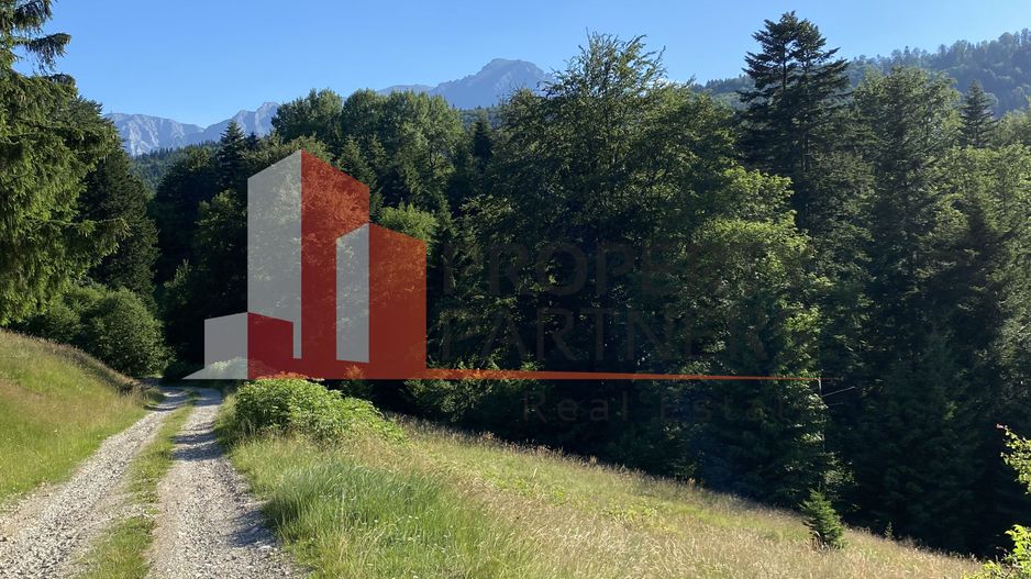 Teren 14400 mp la iesire din Rasnov inspre Pârâul Rece-Trei Brazi - Poză 10