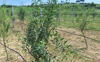 Teren intravilan cu PLANTATIE DE GOJII de vanzare in Racari - Poză 10
