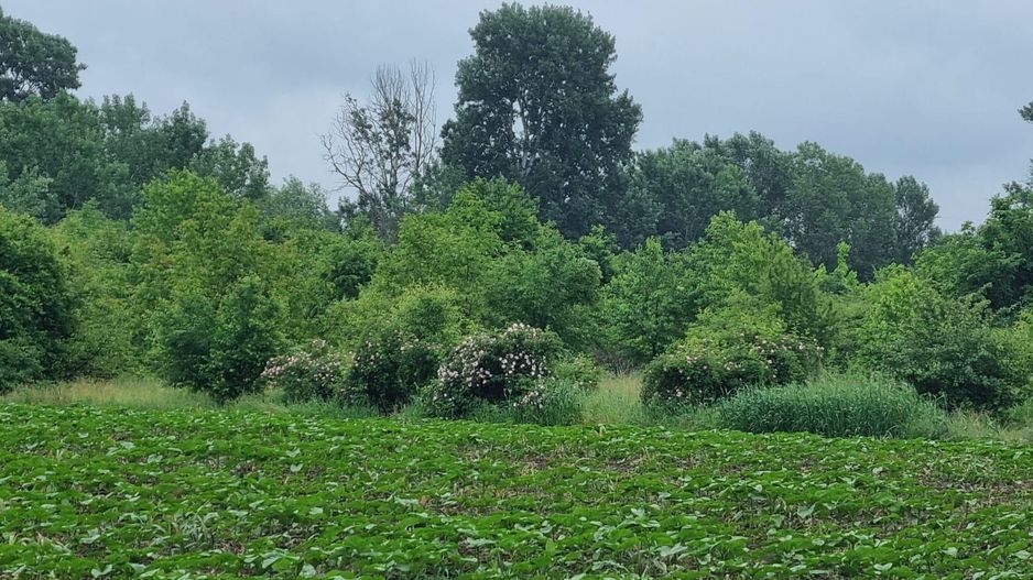 Teren Intravilan 615mp-Deschidere Generoasa ,Pozitie Excelenta - Poză 3