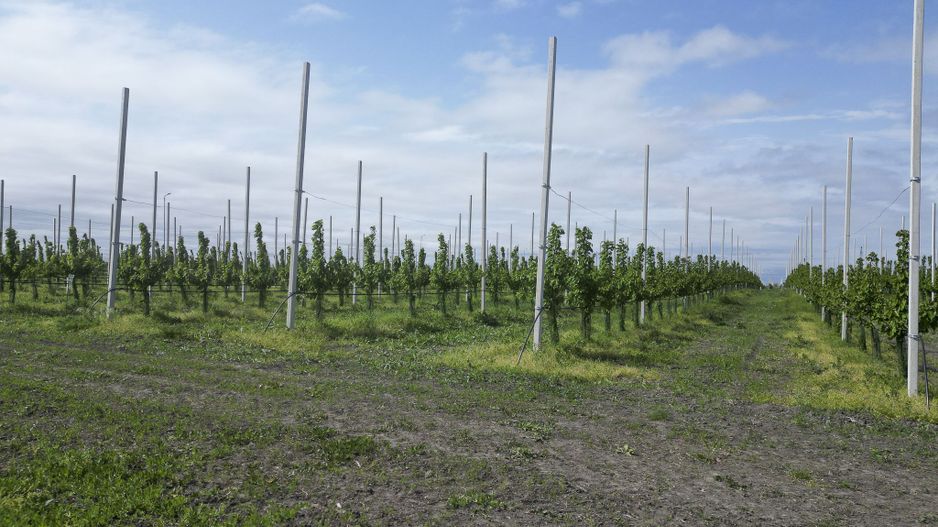 Oportunitate investiție: Livadă de Cireși și Hală - Poză 6