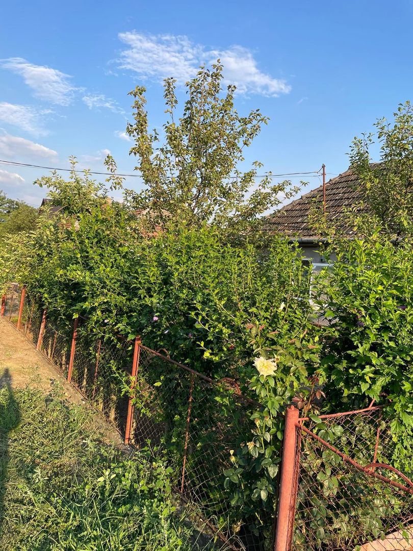 Casa parter 35 km de la Timisoara - Poză 8