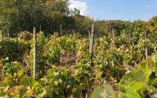 Teren cu utilități 2052 mp - Oradea - str. Făgetului - Poză 13