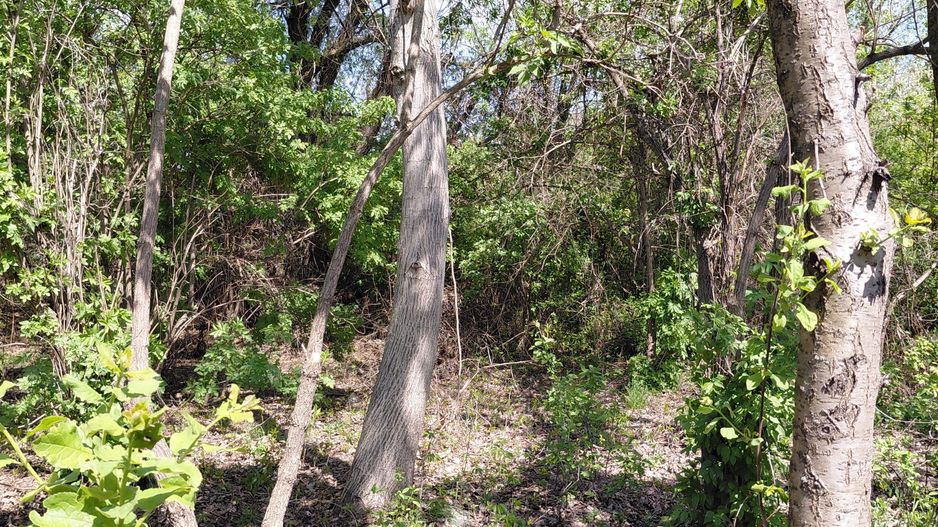 Teren intravilan 3.250 mp în Filești – Ideal pentru casă sau investiție! - Poză 21