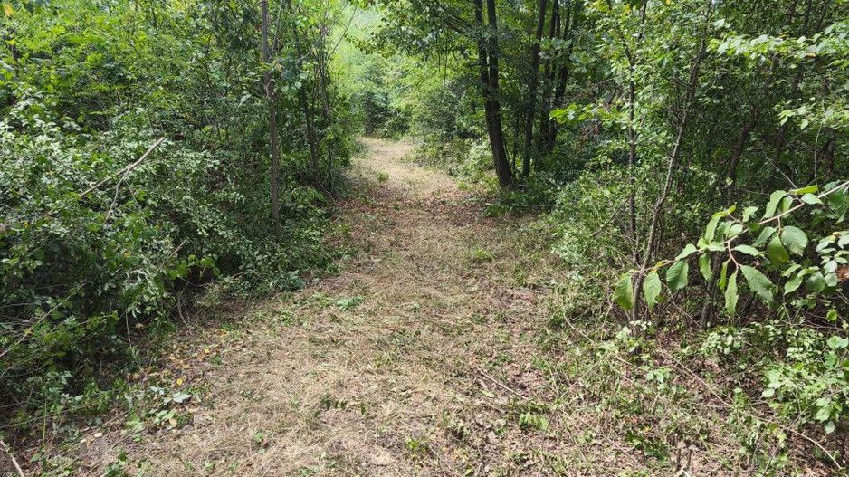 Teren intravilan Mosoaia - Hintesti - Poză 3