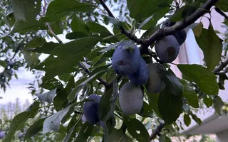 Vila de vanzare in Tunari I Gata de mutat I 4 camere 5 parcari  COM0% - Poză 56