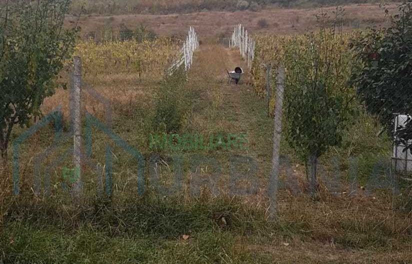 Teren intravilan - Poză 7