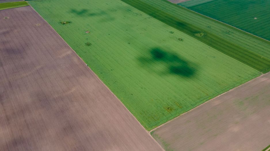 Teren de 5Ha în Satchinez. - Poză 3