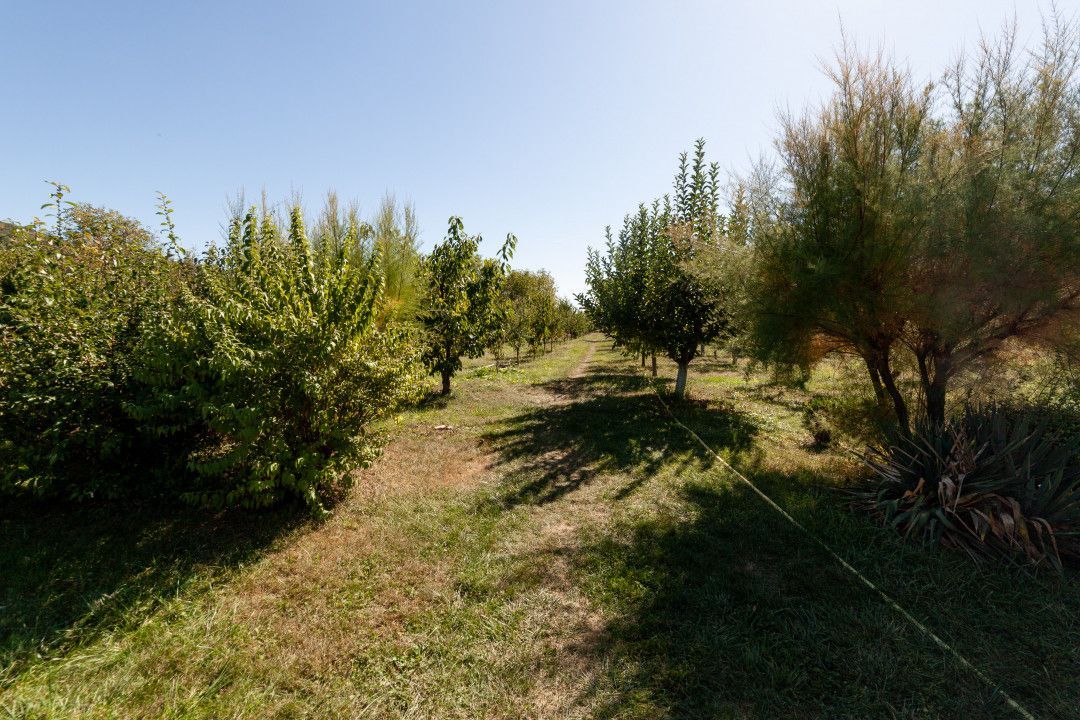 Casa visurilor cu 4000 mp livada roditoare si gradina Darmanesti-Arges - Poză 6