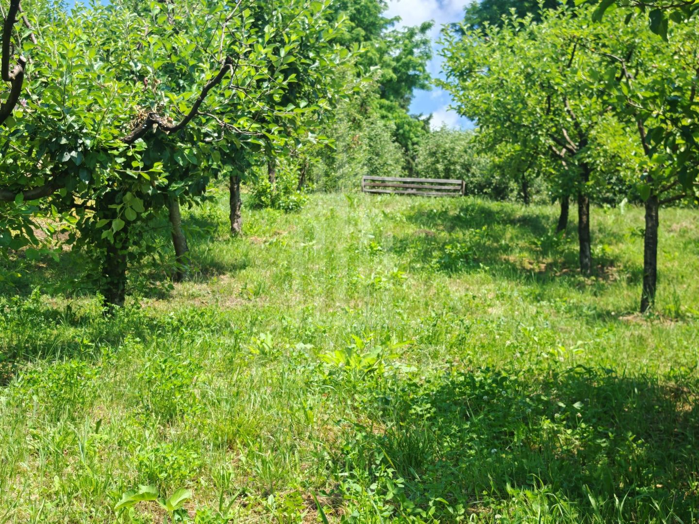 Casă săsească autentică în Bruiu (Sibiu) - Poză 17