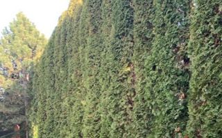 Vila deosebita pe malul lacului Snagov - Poză 4