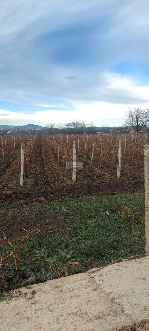 Teren/Loc de casa/Tamboesti - Poză 3