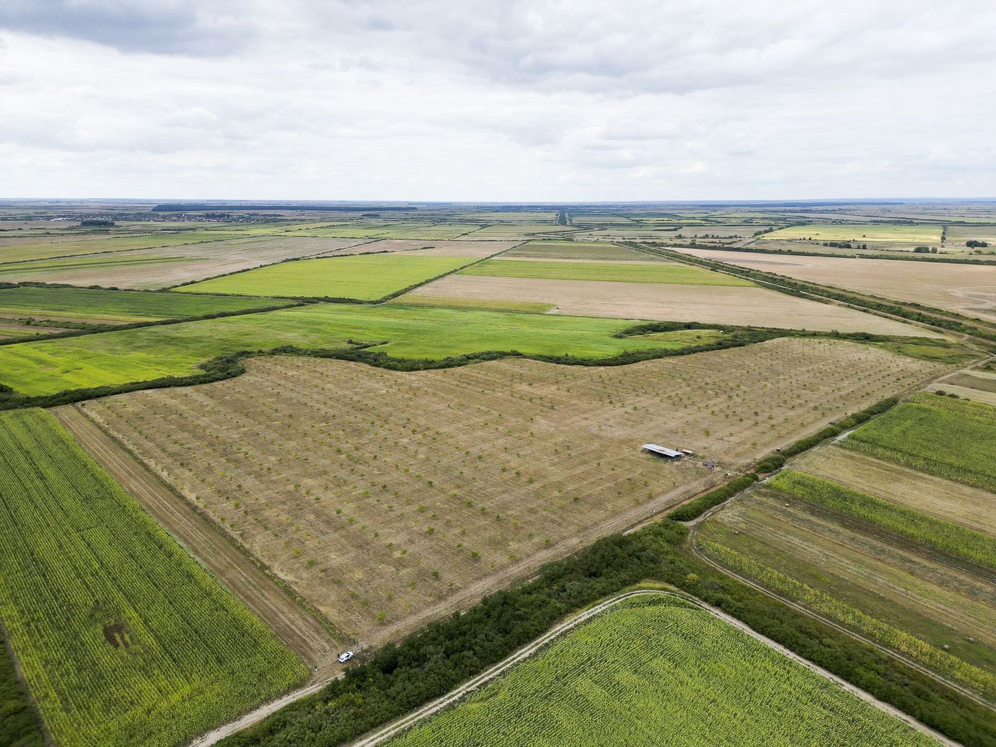 Livadă BIO de nuci de vânzare lângă Cermei - Poză 3