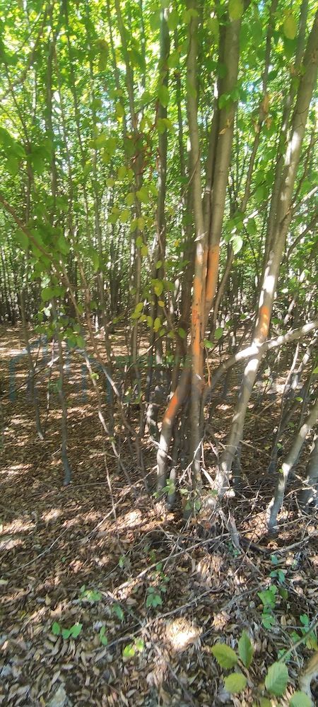 Teren forestier de vânzare, 1 ha, județul Neamț, comunele Rediu Borlești, OS Tazlău - Poză 2
