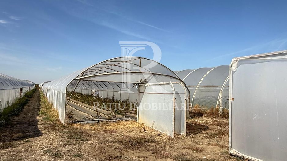 Teren intravilan agricol | 7029 mp | Satu Nou | Bihor - Poză 5