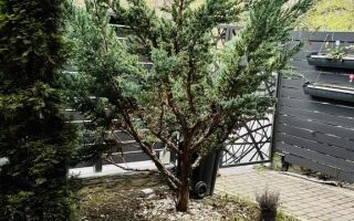 Vilă modernă LUX, complet mobilată, în zona premium Calea Dumbrăvii - Poză 2