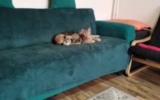 Vilă P+1 tip duplex, 120 mp utili, teren 250 mp, 2 dormitoare cu teras - Poză 3